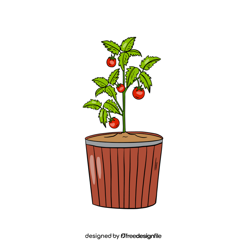 Tomato Plant in Pot clipart