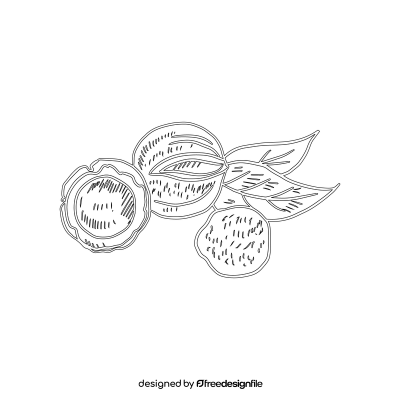 Macadamia nuts black and white clipart