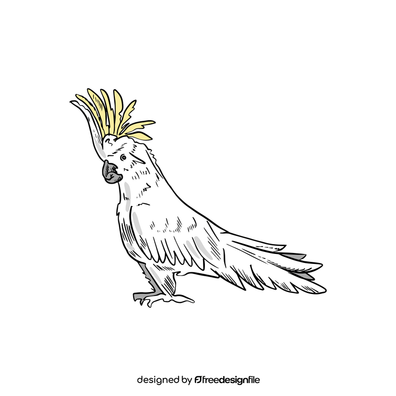 Sulphur crested cockatoo clipart