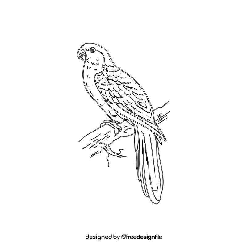 Parrot black and white clipart