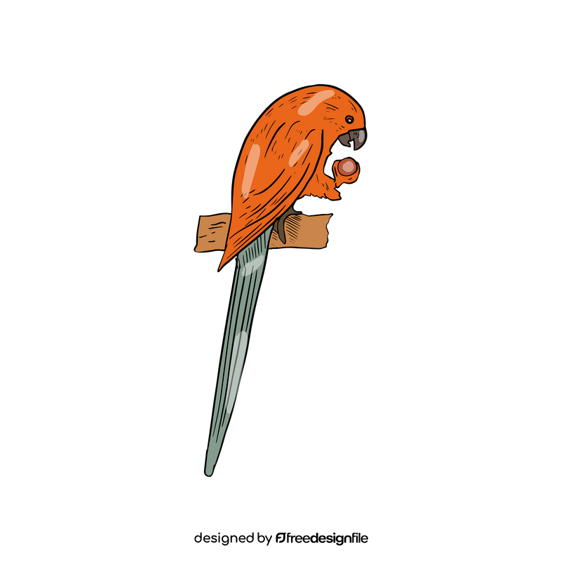 Orange parrot clipart