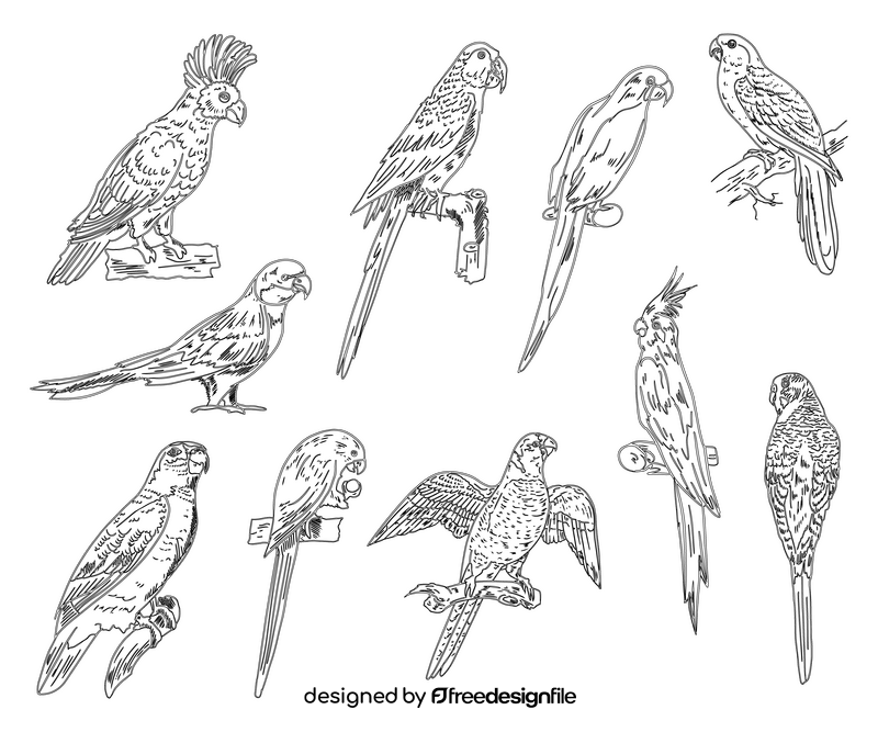 Parrots black and white vector