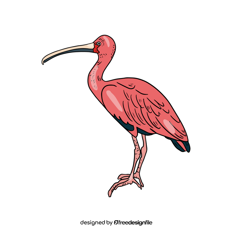 Pink heron bird clipart