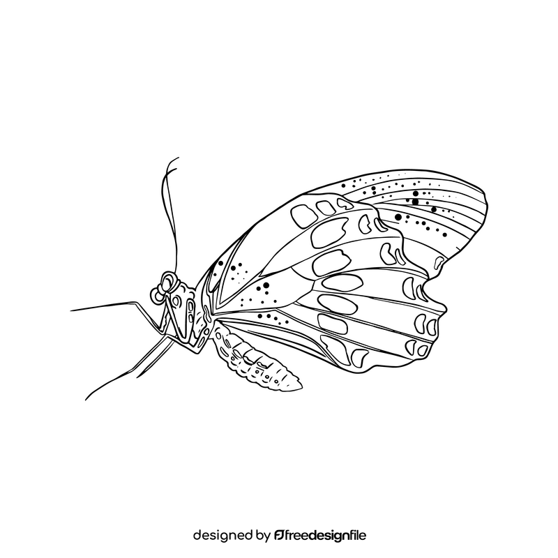 Butterfly black and white clipart