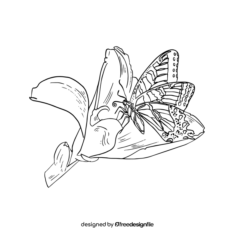 Butterfly black and white clipart