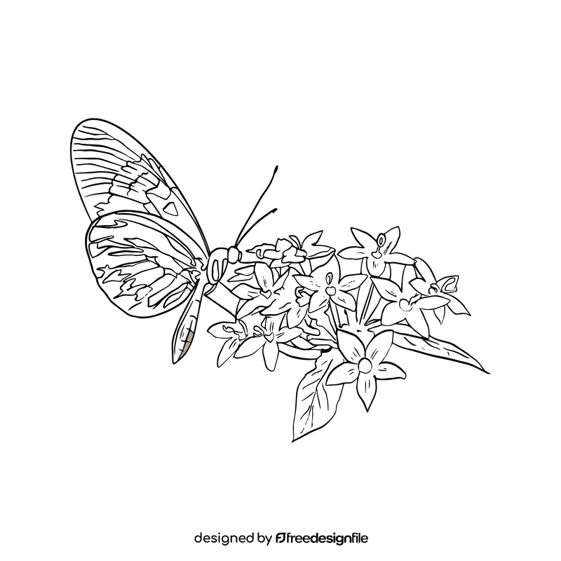 Butterfly black and white clipart