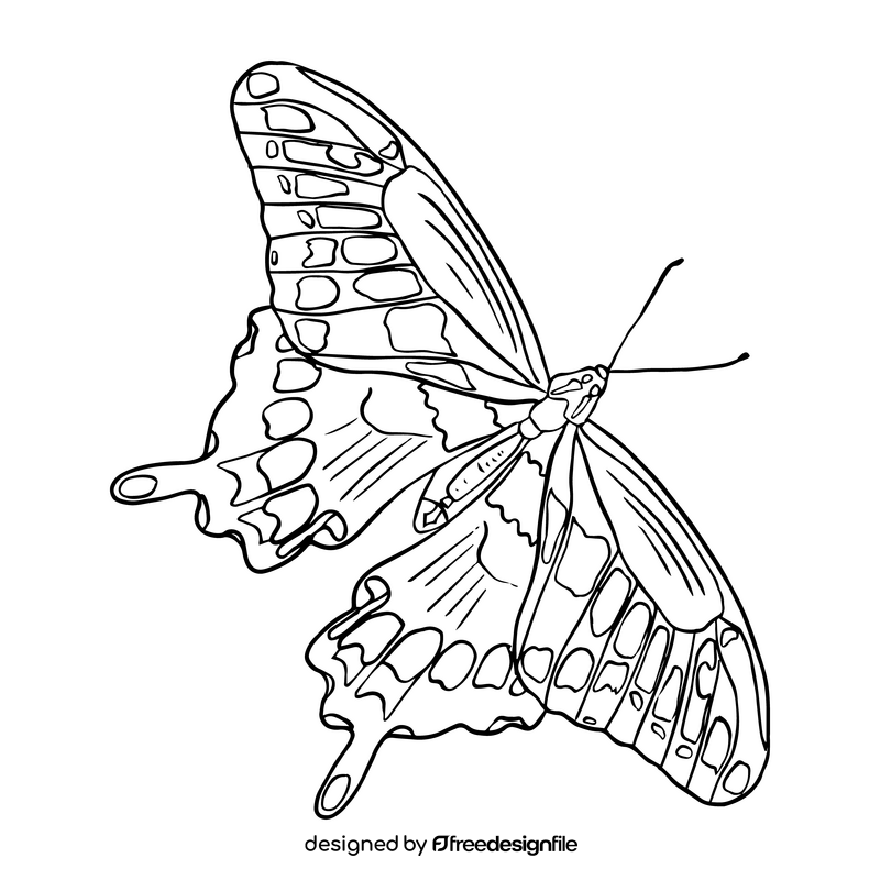 Butterfly drawing black and white clipart