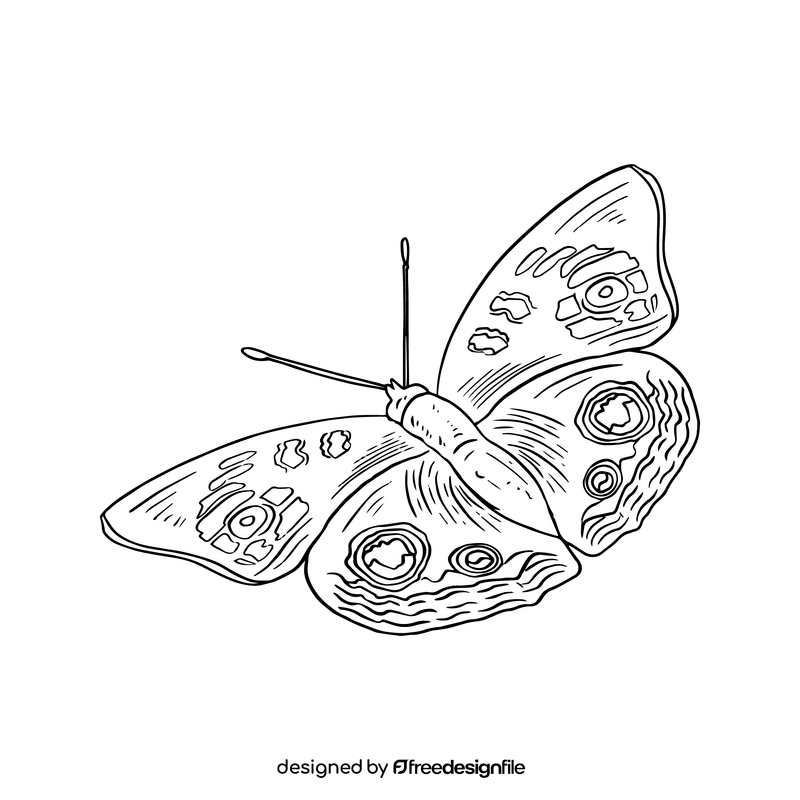 Butterfly drawing black and white clipart