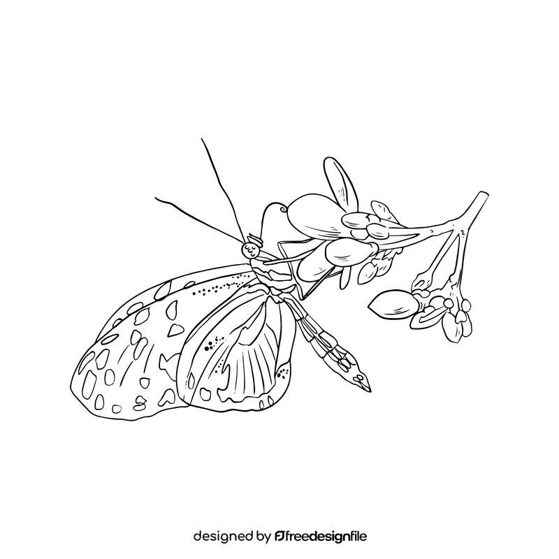 Butterfly cartoon black and white clipart