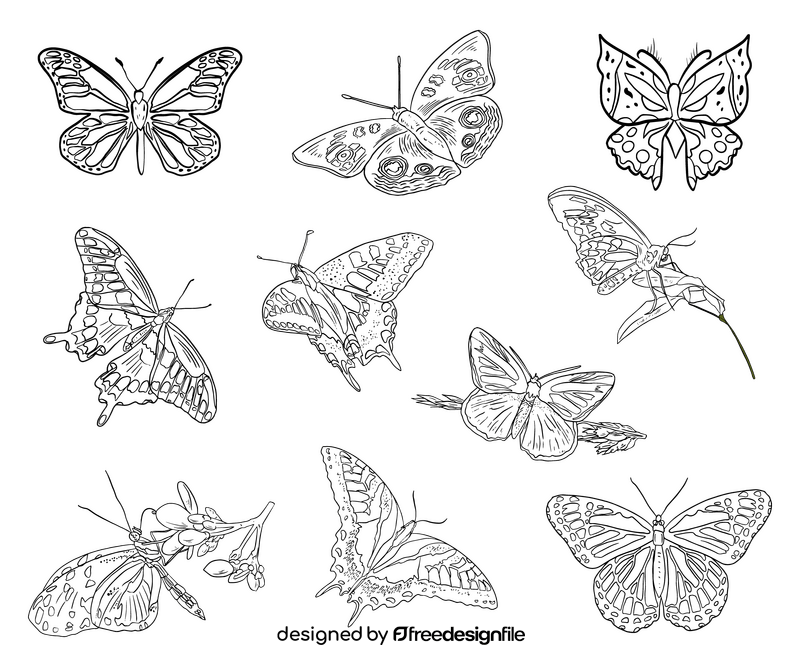 Butterfly illustration black and white vector