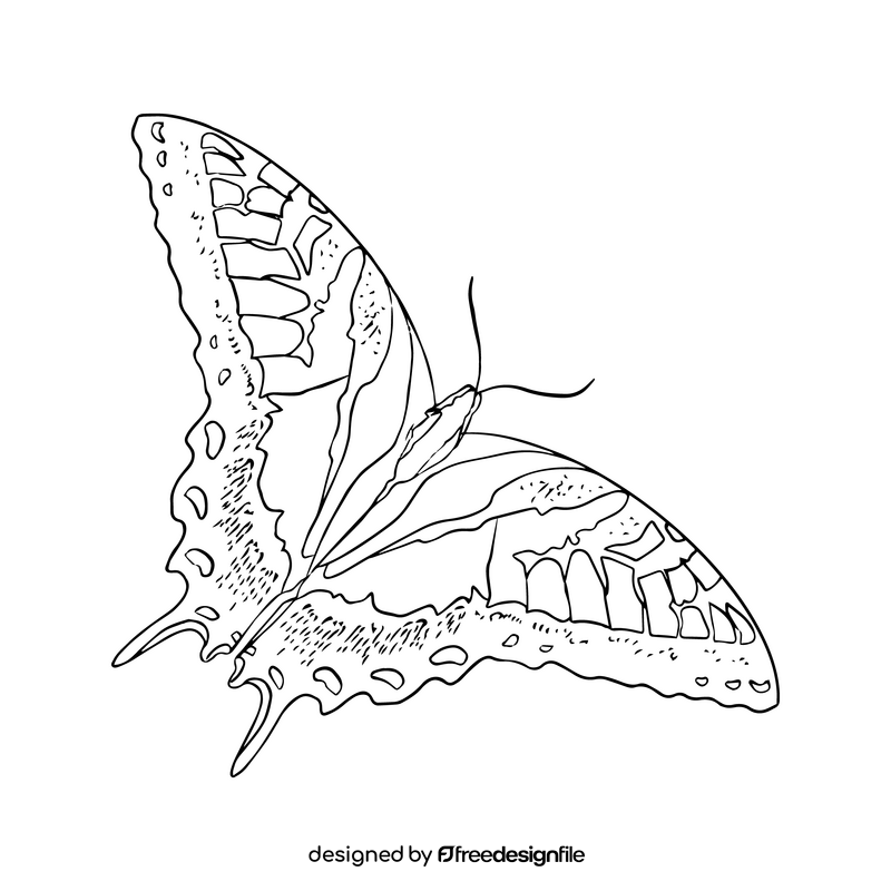 Butterfly drawing black and white clipart