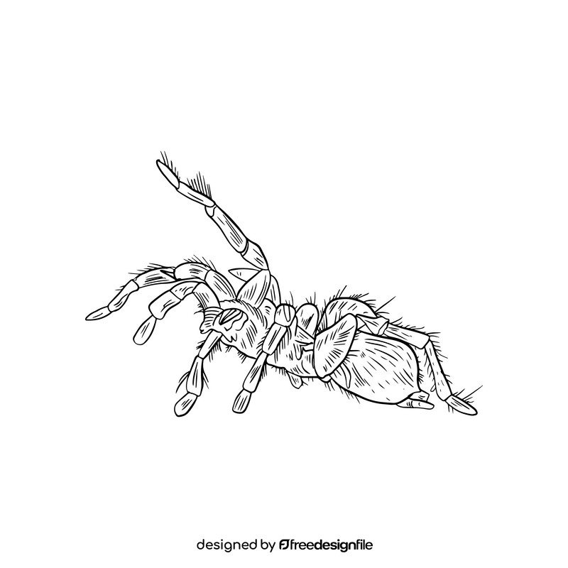 Spider black and white clipart
