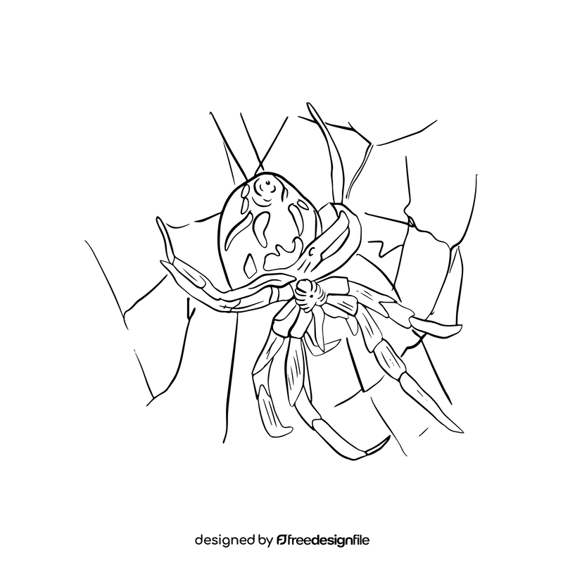 Free spider black and white clipart