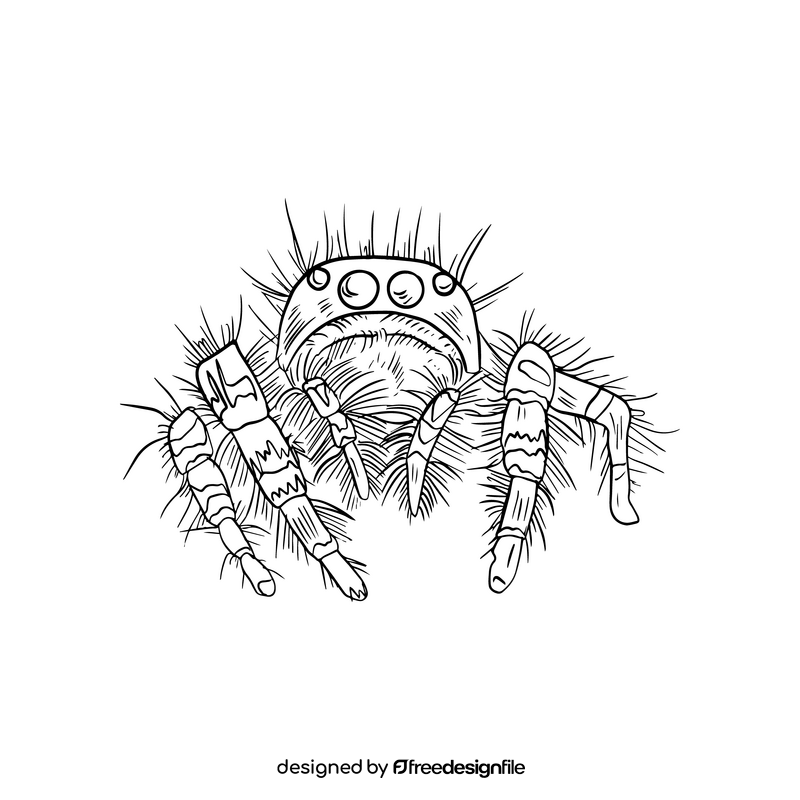 Spider illustration black and white clipart