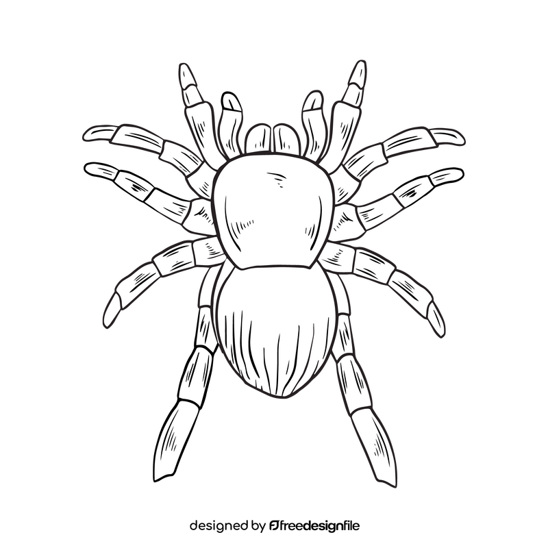 Free spider drawing black and white clipart
