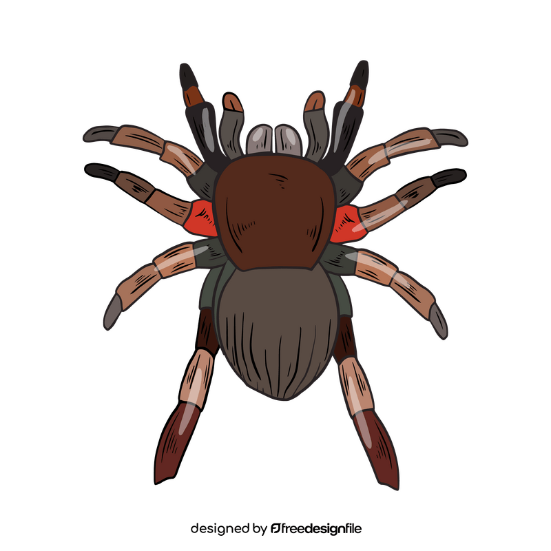Free spider drawing clipart