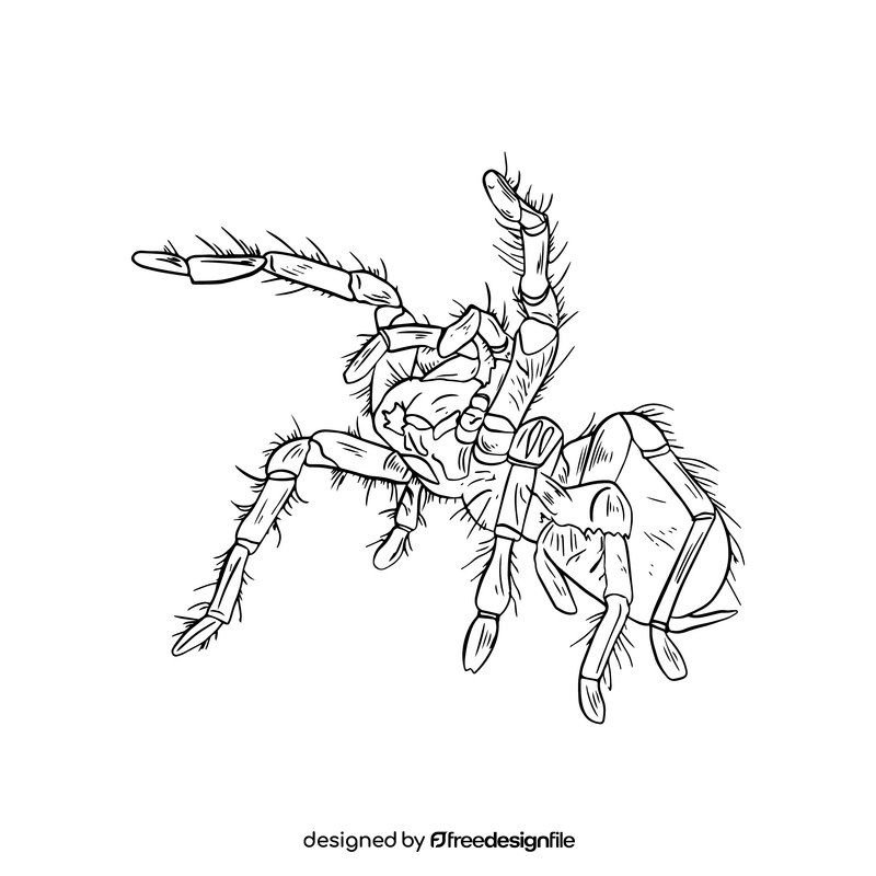 Free spider black and white clipart