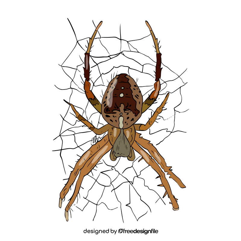 Spider cartoon clipart