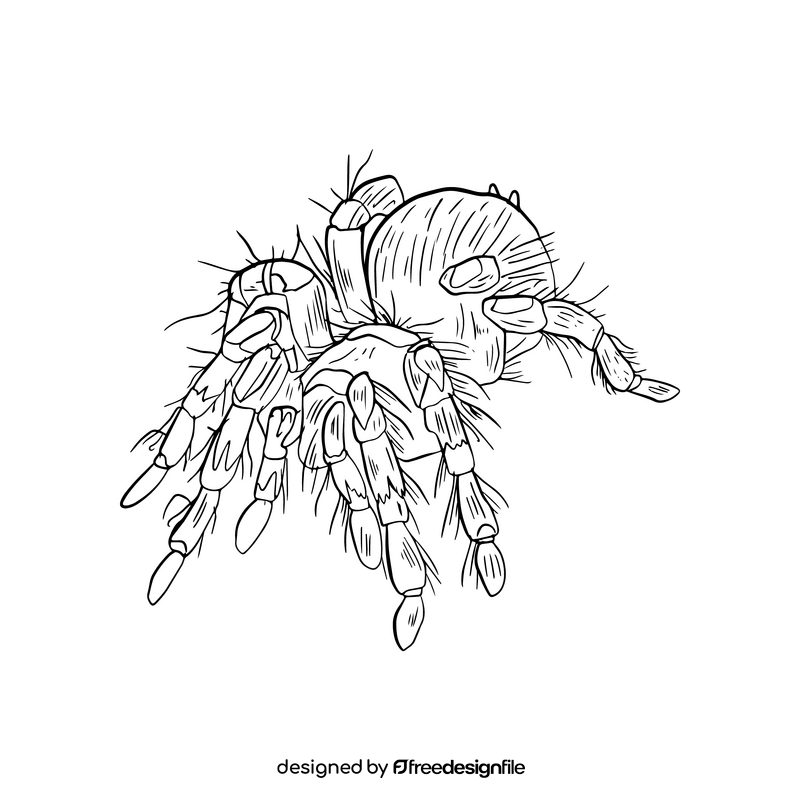 Spider black and white clipart