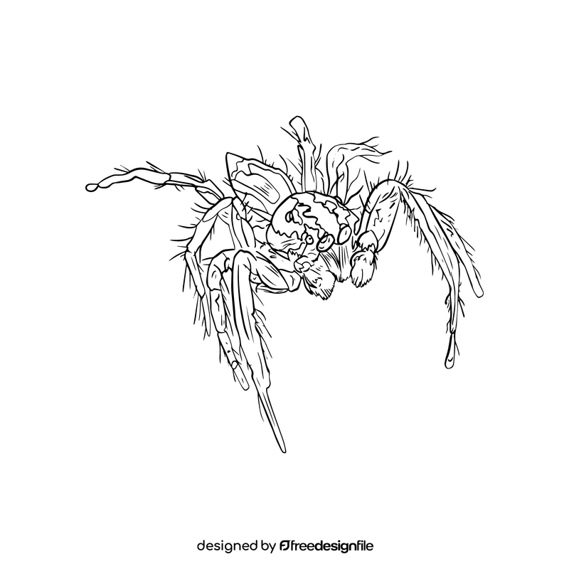 Spider black and white clipart