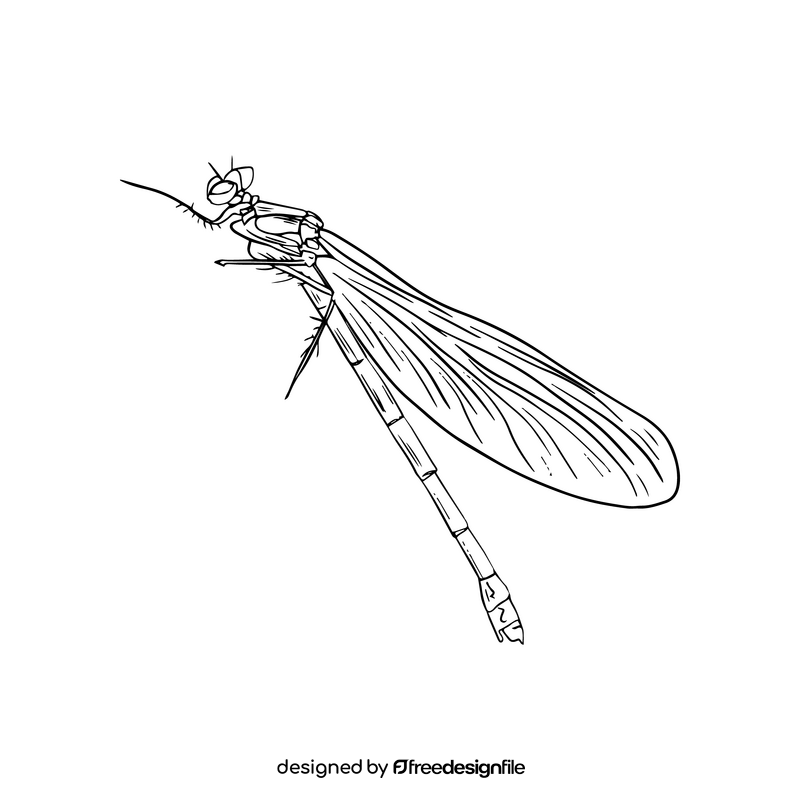 Dragonfly black and white clipart