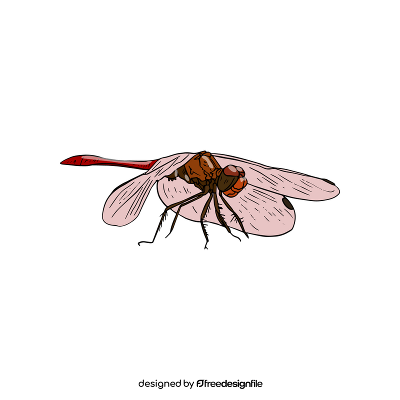 Pink dragonfly illustration clipart