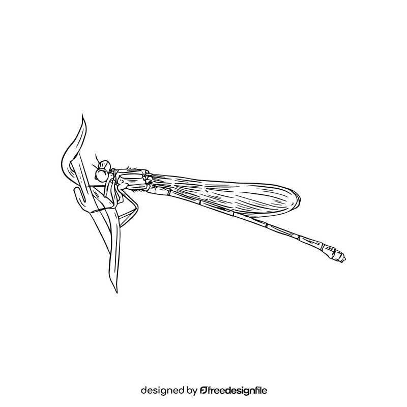 Dragonfly drawing black and white clipart