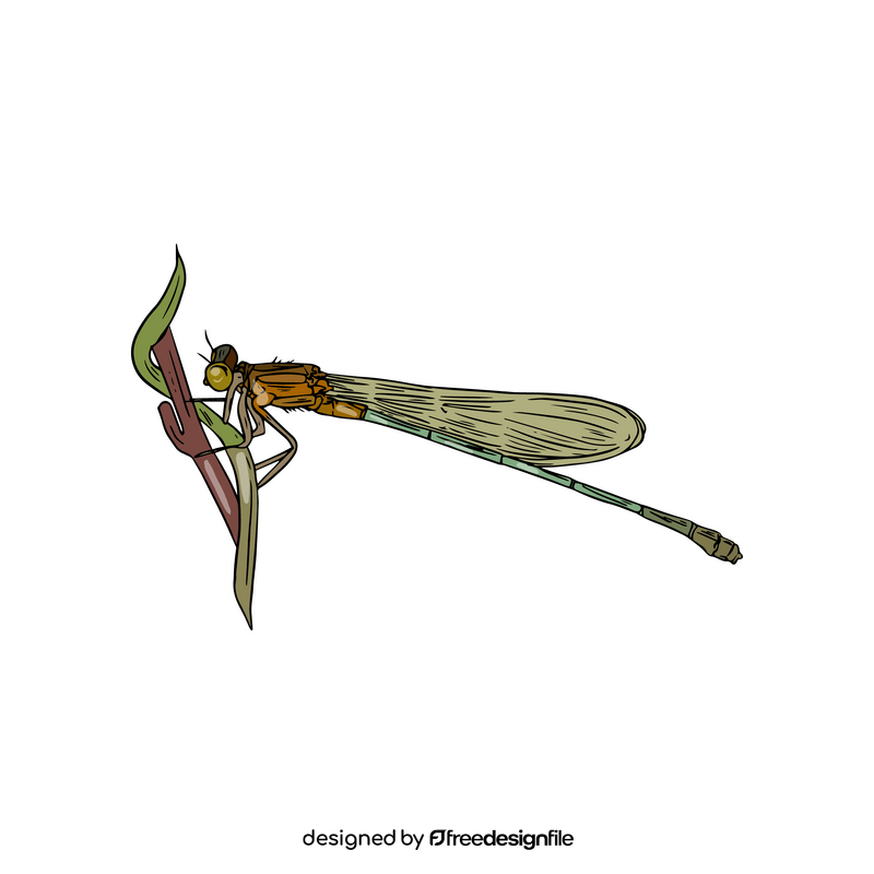 Green dragonfly drawing clipart
