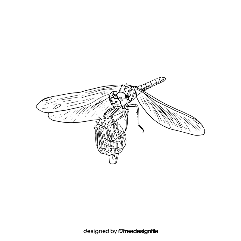 Dragonfly black and white clipart