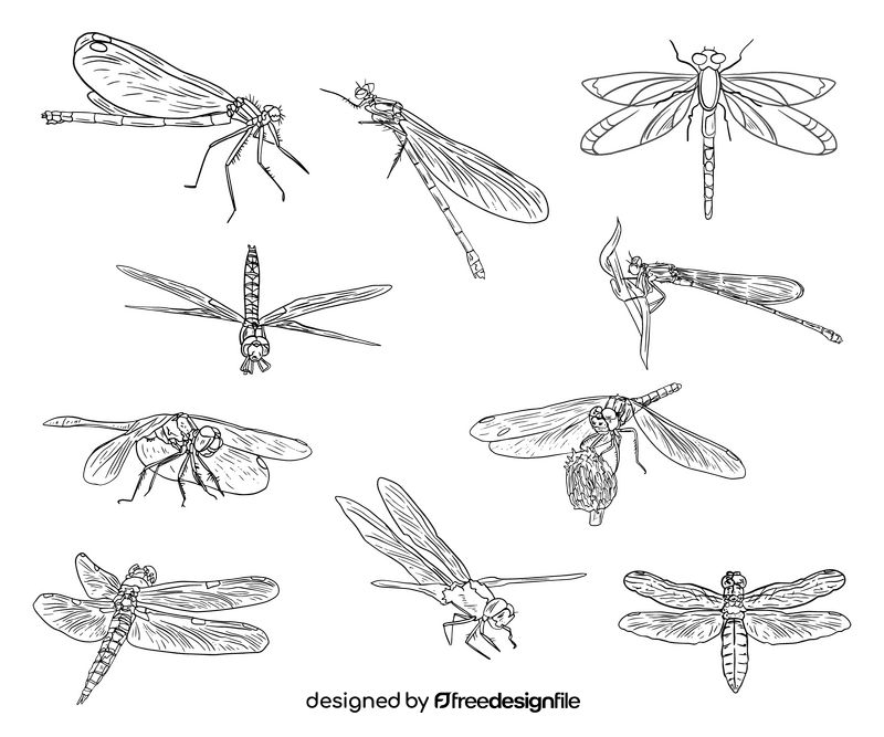 Dragonflies black and white vector