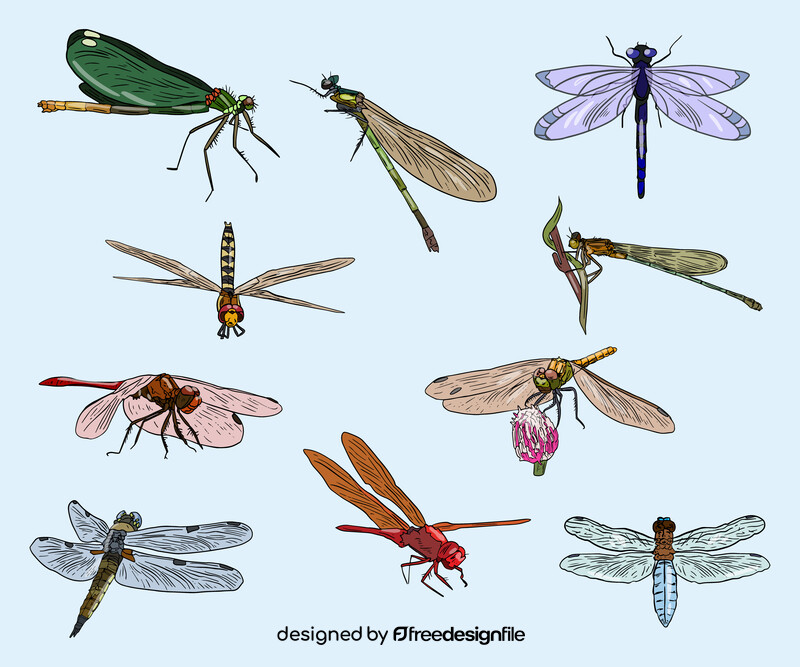 Dragonflies vector