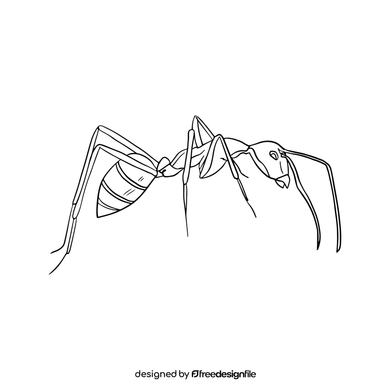 Free ant drawing black and white clipart