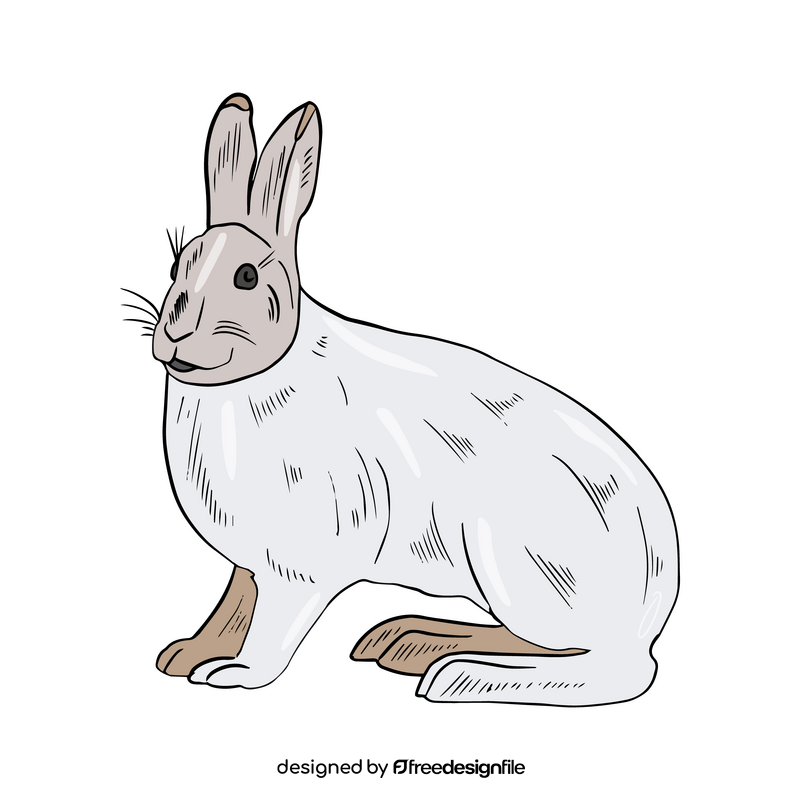 White hare clipart