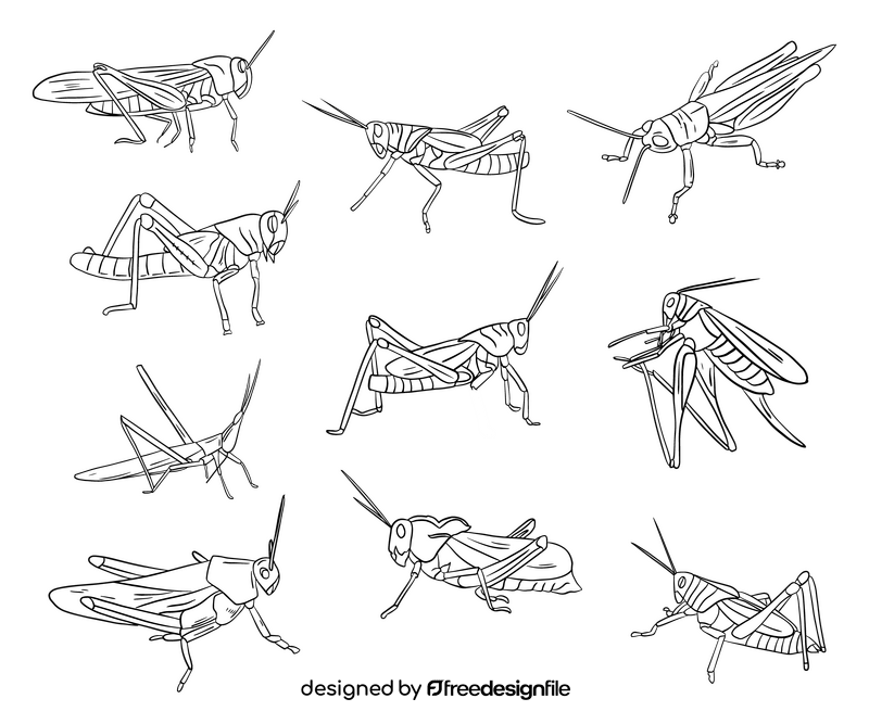 Locust black and white vector