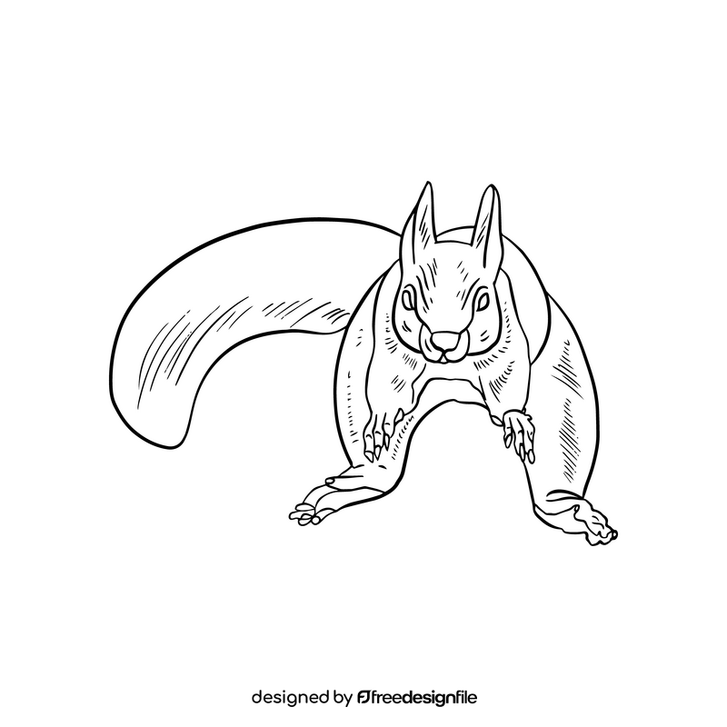 Squirrel black and white clipart