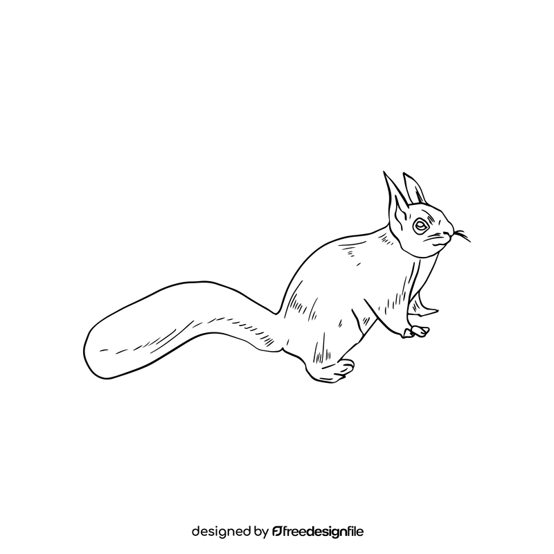 Gray squirrel drawing black and white clipart