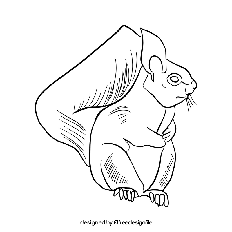 Squirrel black and white clipart