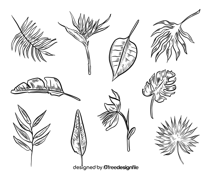 Leaf black and white vector