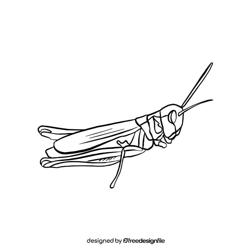 Grasshopper illustration black and white clipart