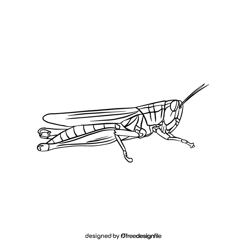Grasshopper black and white clipart