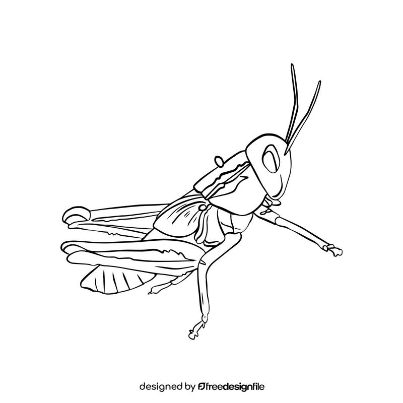 Grasshopper illustration black and white clipart