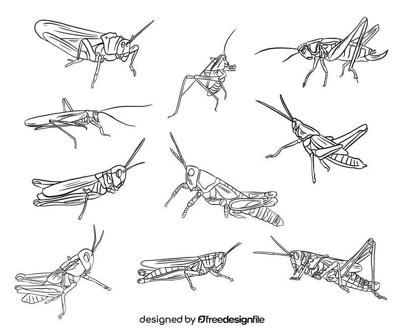 Grasshoppers black and white vector