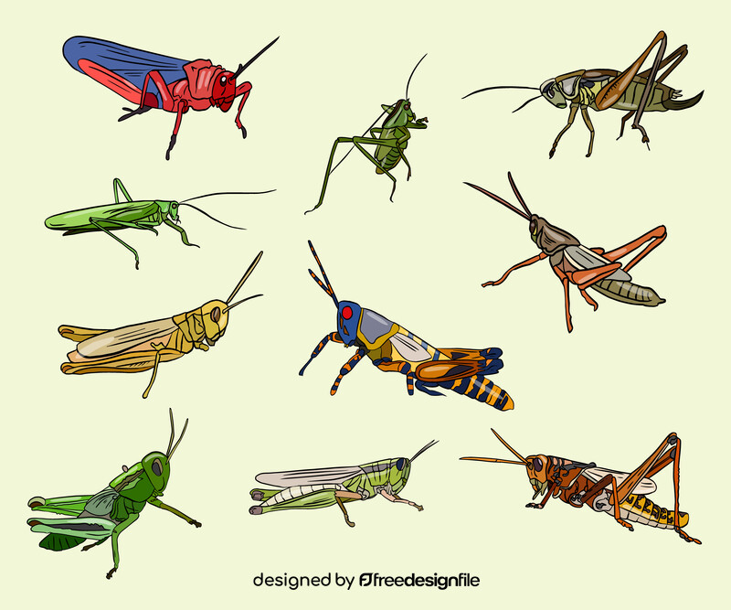 Grasshoppers vector