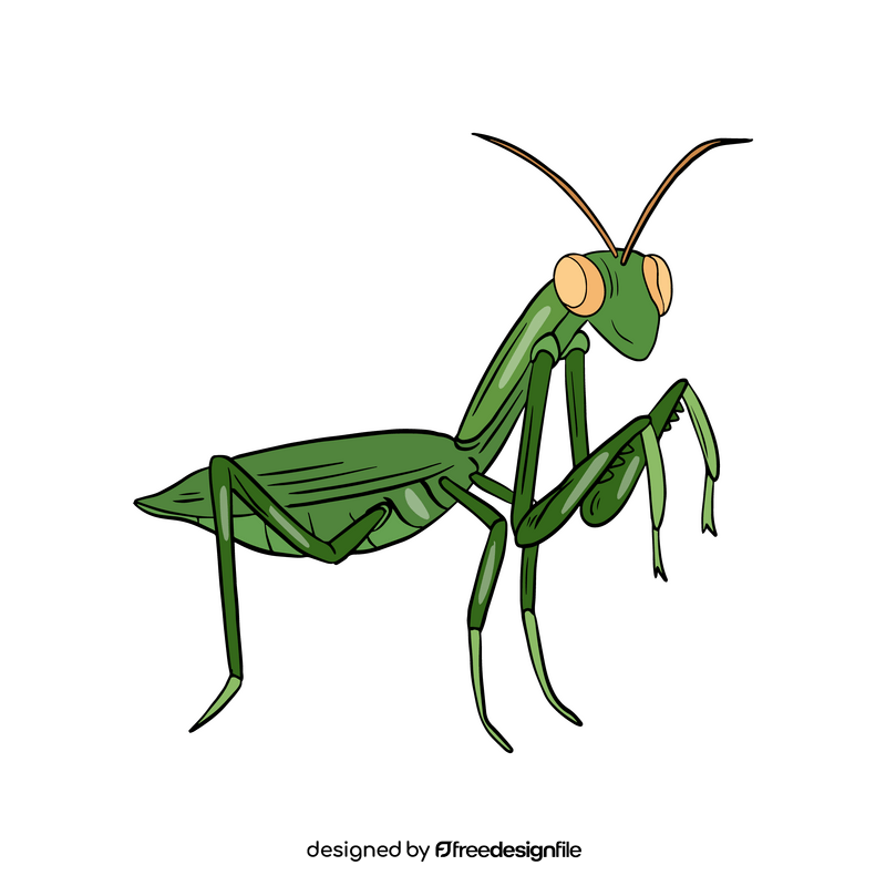 Cartoon Mantis illustration clipart
