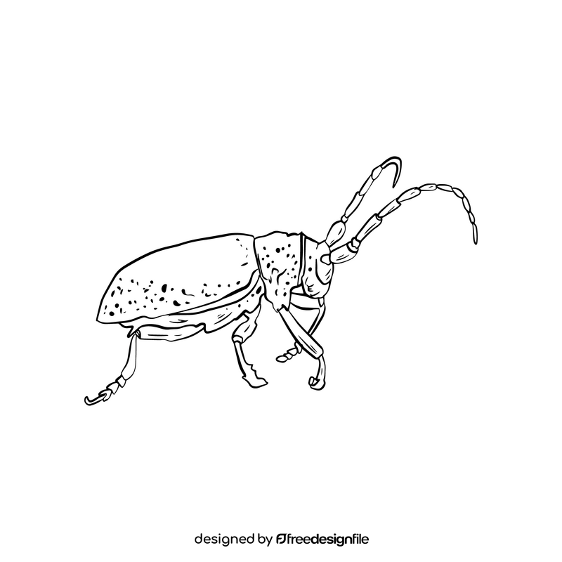 Beetle drawing black and white clipart