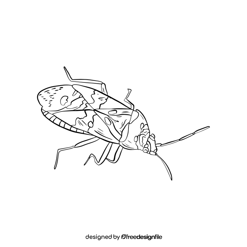 Beetle illustration black and white clipart