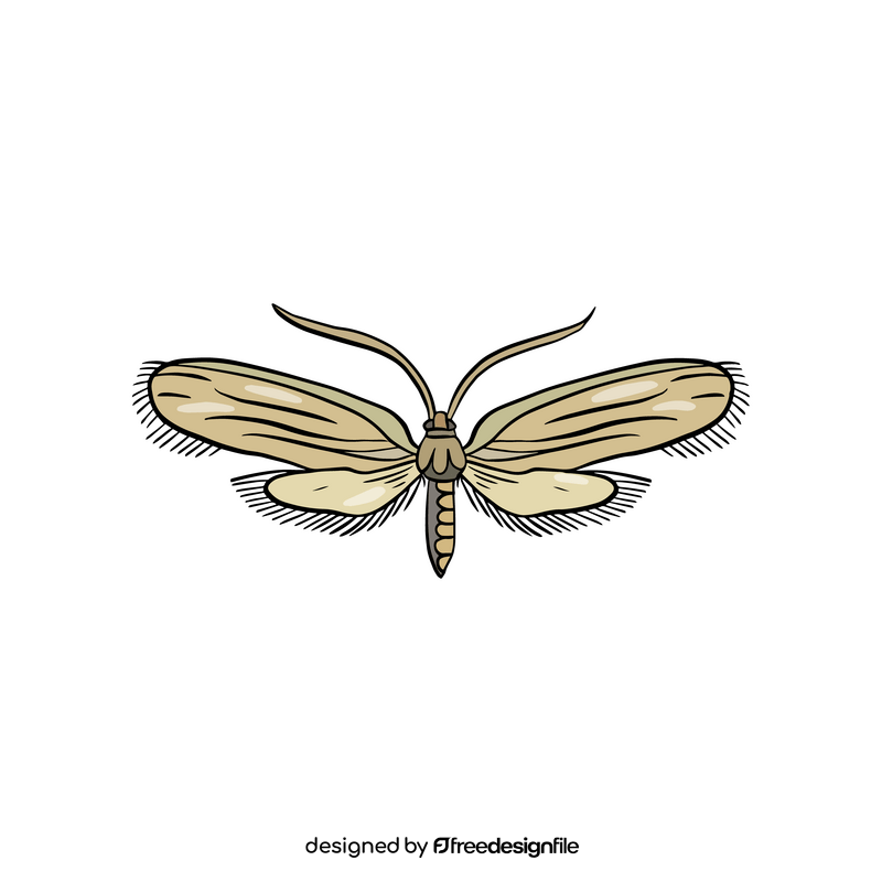 Moth illustration clipart