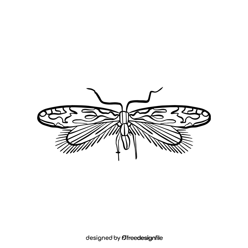 Moth illustration black and white clipart