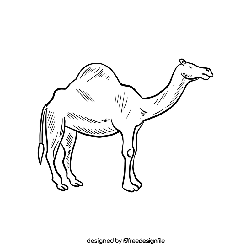 Camel animal illustration black and white clipart