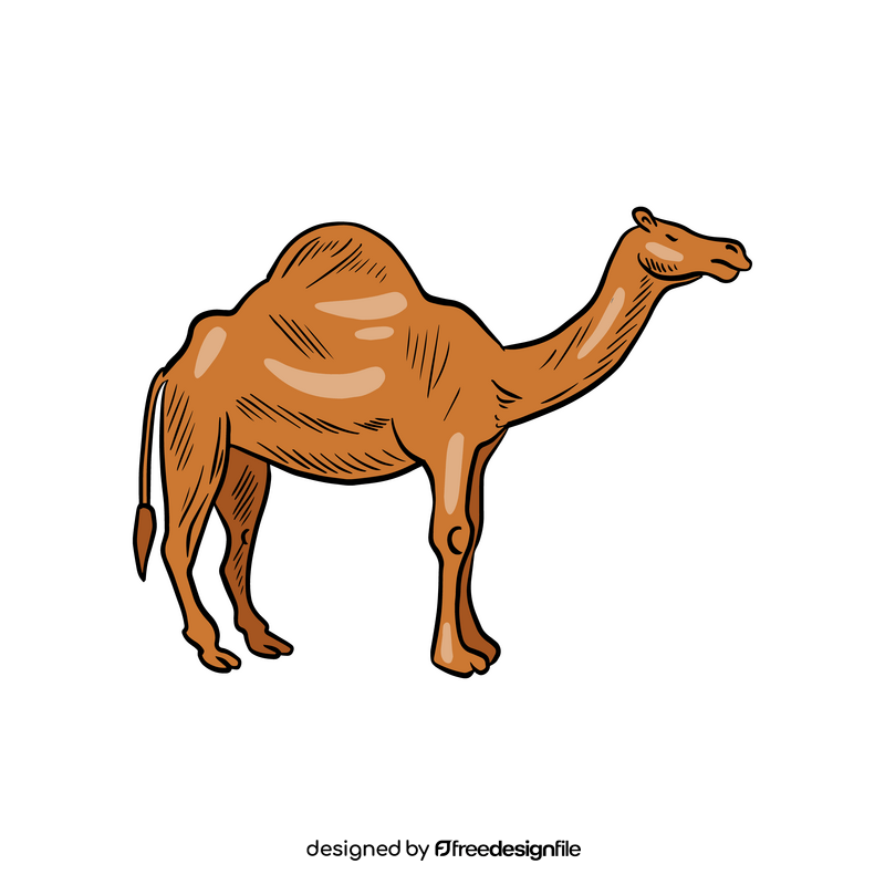 Camel animal illustration clipart